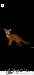 Photo №3. Chatons champions. Fédération de Russie