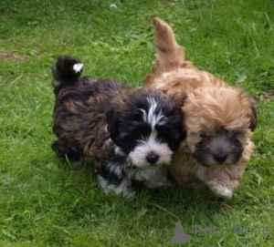 Photo №2 de l'annonce № 162990 de la vente bolonka - acheter à Suisse 