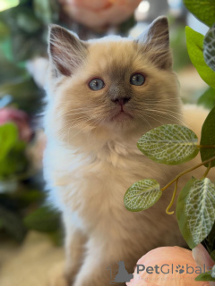 Photo №4. Je vais vendre ragdoll en ville de Diéren. éleveur - prix - négocié