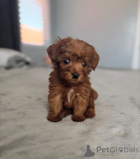 Photo №4. Je vais vendre caniche (jouet) en ville de Arizona City. éleveur - prix - négocié