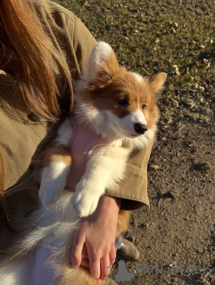 Photo №3. Chiots Welsh Corgi à la recherche de leur foyer pour toujours. Allemagne