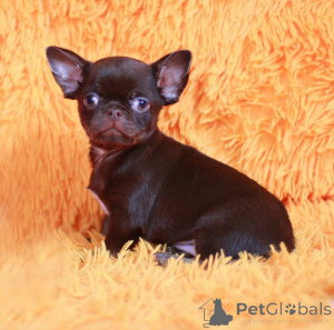 Photo №1. chihuahua - à vendre en ville de Jetonbourg | négocié | Annonce №159471