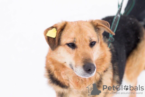 Photo №4. Je vais vendre chien bâtard en ville de Perm. de l'abri - prix - Gratuit