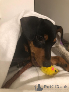 Photo №4. Je vais vendre pinscher nain en ville de Люксембург.  - prix - 2450€