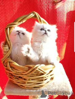 Photo №1. persan - à vendre en ville de Людвигсхафен | 350€ | Annonce № 135953