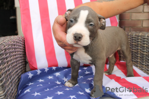 Photos supplémentaires: American Bully Pocket ABKC GrChampions