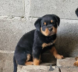 Photo №2 de l'annonce № 126860 de la vente rottweiler - acheter à Portugal 