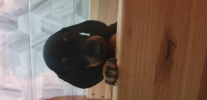 Photo №4. Je vais vendre chien bâtard en ville de Minsk. annonce privée - prix - 171€