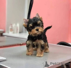 Photo №1. yorkshire terrier - à vendre en ville de Quadratsch | négocié | Annonce №165317