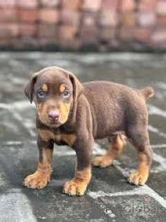 Photo №3. Dobermannwelpen à vendre. France