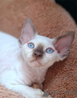 Photo №1. devon rex - à vendre en ville de Affalterbach | 400€ | Annonce № 151546