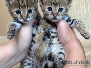 Photo №3. Les chatons F1 et F2 Savannah sont disponibles. Chypre