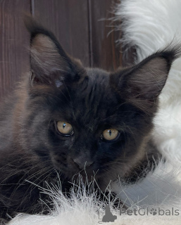 Photo №2 de l'annonce № 155320 de la vente maine coon - acheter à Irlande annonce privée