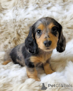 Photo №3. Aimer les chiots dalmatiens. Pays Bas