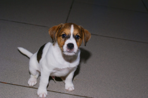 Photos supplémentaires: chiots jack russell terrier