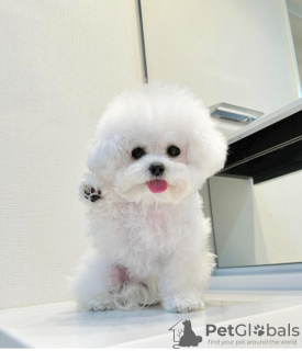 Photo №4. Je vais vendre bichon à poil frisé en ville de Prague. annonce privée - prix - négocié