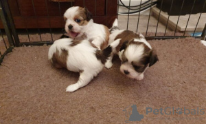 Photo №2 de l'annonce № 83222 de la vente shih tzu - acheter à Allemagne annonce privée