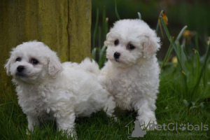 Photo №2 de l'annonce № 123645 de la vente bichon à poil frisé - acheter à Allemagne annonce privée