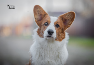 Photos supplémentaires: Cardigan Corgi Gallois