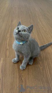 Photo №2 de l'annonce № 83496 de la vente british shorthair - acheter à Italie éleveur