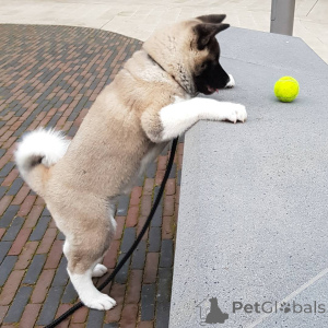 Photo №1. akita (chien) - à vendre en ville de Elva | 500€ | Annonce №158686