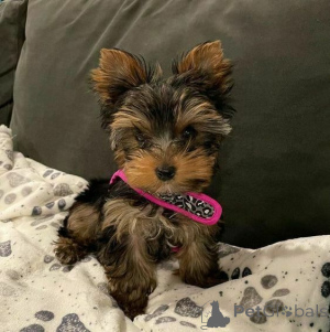 Photo №1. yorkshire terrier - à vendre en ville de Ansbach | négocié | Annonce №167310