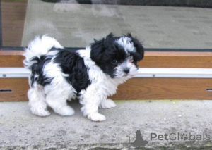 Photo №1. bolonka - à vendre en ville de Cologne | négocié | Annonce №167291