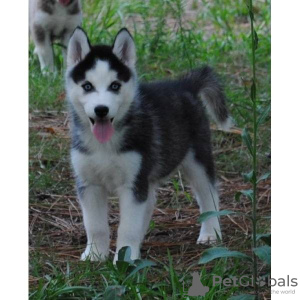 Photo №1. husky de sibérie - à vendre en ville de Litomysl | négocié | Annonce №96506