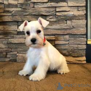 Photo №1. schnauzer miniature - à vendre en ville de Bilzen | négocié | Annonce №168828