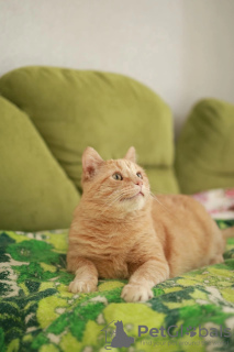 Photo №3. Le chat radieux cherche une maison. Fédération de Russie
