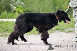 Photo №3. Betty cherche une maison.. Fédération de Russie
