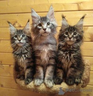 Photo №2 de l'annonce № 137760 de la vente maine coon - acheter à Allemagne annonce privée