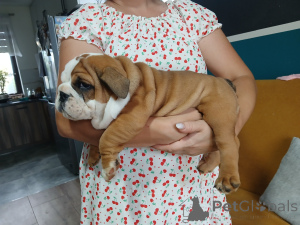 Photo №1. bulldog anglais - à vendre en ville de Wrocław | négocié | Annonce №146488