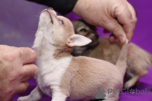 Photo №2 de l'annonce № 137577 de la vente chihuahua - acheter à La Grande-Bretagne annonce privée