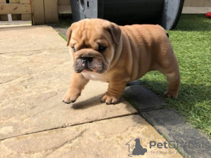 Photo №1. bulldog anglais - à vendre en ville de Oosterhout | 520€ | Annonce №129504