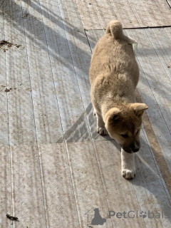 Photo №2 de l'annonce № 172624 de la vente akita (chien) - acheter à Belgique annonce privée, éleveur