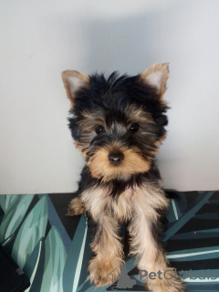 Photo №4. Je vais vendre yorkshire terrier en ville de Wrocław.  - prix - négocié