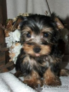 Photo №1. yorkshire terrier - à vendre en ville de Lippstadt | 200€ | Annonce №119049