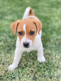 Photo №1. jack russell terrier - à vendre en ville de Bucharest | Gratuit | Annonce №109540