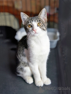 Photo №2 de l'annonce № 164560 de la vente  - acheter à Fédération de Russie annonce privée