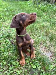 Photo №1. dobermann - à vendre en ville de Belgrade | négocié | Annonce №71818