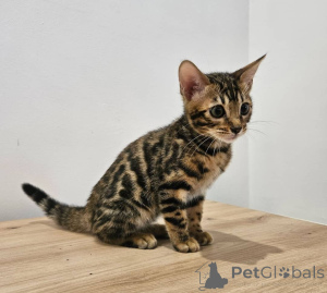 Photo №4. Je vais vendre bengal en ville de Prague. annonce privée - prix - négocié