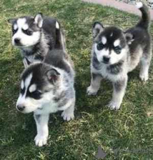 Photo №1. husky de sibérie - à vendre en ville de Arronman de Bruxelles Capital | Gratuit | Annonce №165685