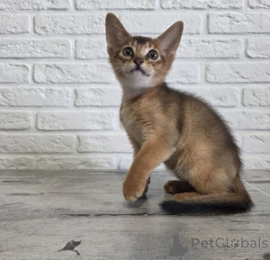 Photo №1. devon rex - à vendre en ville de Aarbergen | 350€ | Annonce № 177731