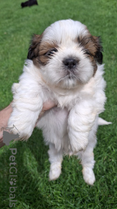 Photo №1. spitz nain, shih tzu - à vendre en ville de Vilnius | 700€ | Annonce №145738