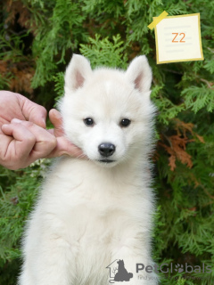 Photo №4. Je vais vendre husky de sibérie en ville de Belgrade.  - prix - 2000€