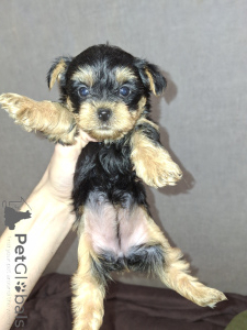 Photo №1. biewer yorkshire terrier, yorkshire terrier - à vendre en ville de Tallinn | 650€ | Annonce №160683
