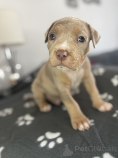 Photo №1. american bully - à vendre en ville de Mauvaise vilbel | négocié | Annonce №166354