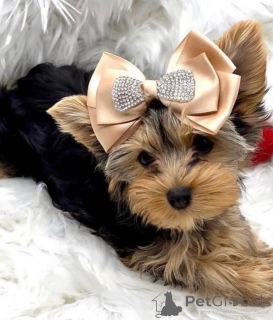 Photo №1. yorkshire terrier - à vendre en ville de Helsinki | 550€ | Annonce №159463