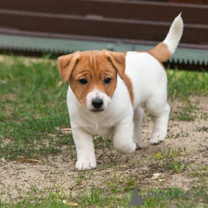 Photo №1. jack russell terrier - à vendre en ville de Anvers | négocié | Annonce №169654